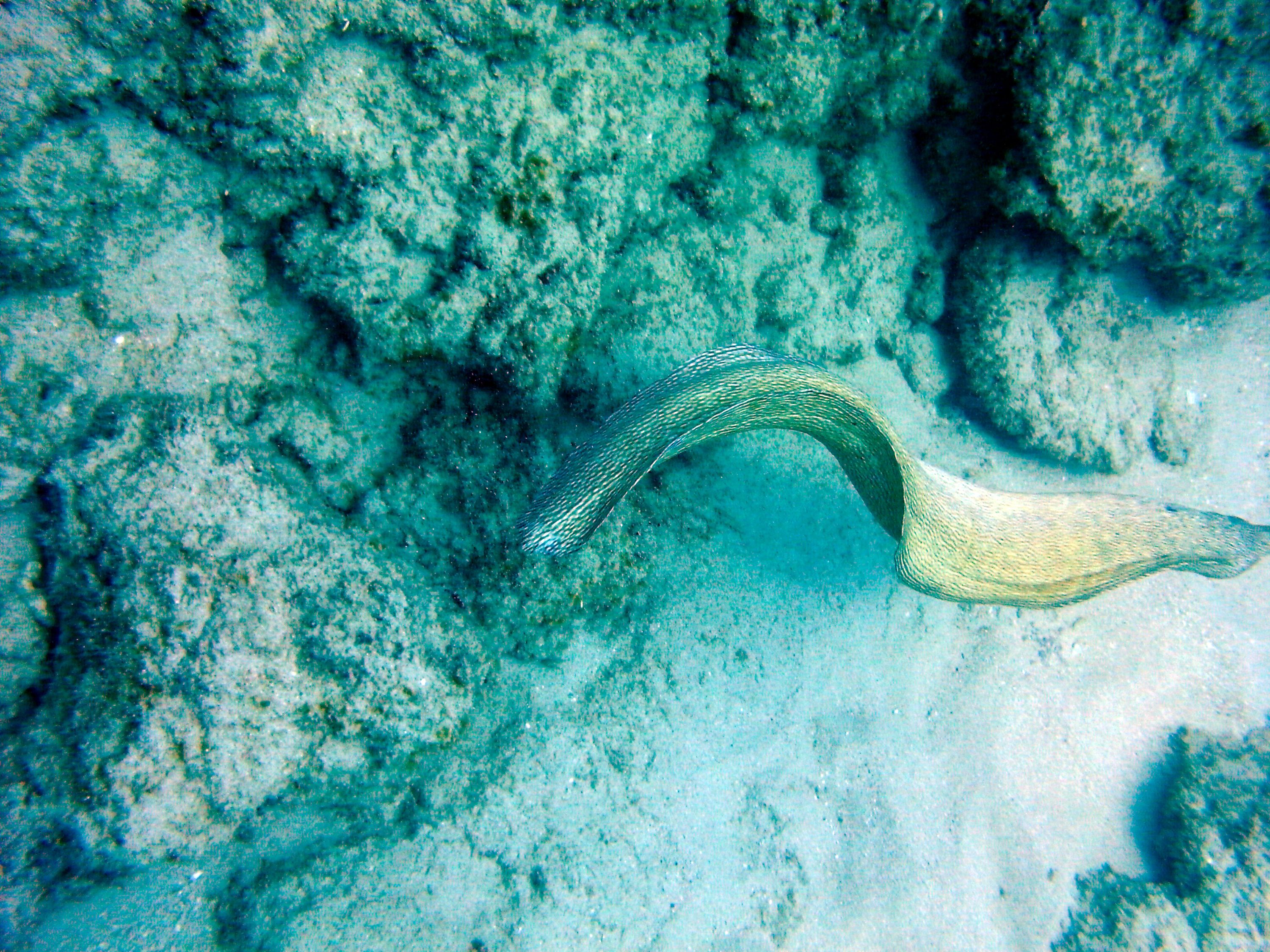 Yello_Margin_Moray