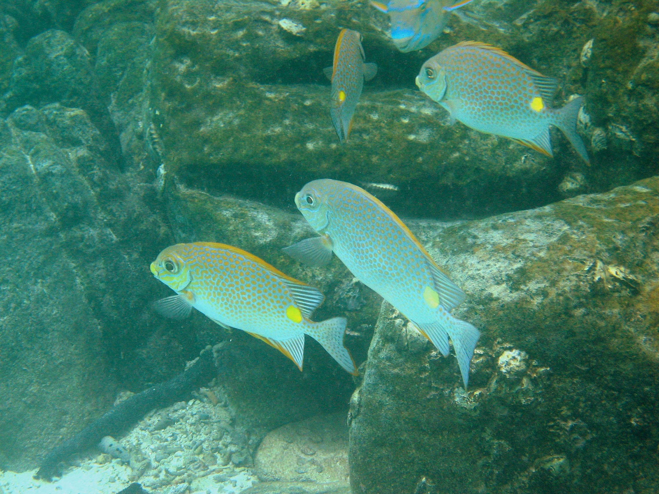 Yellow-blaotch Spinefoot