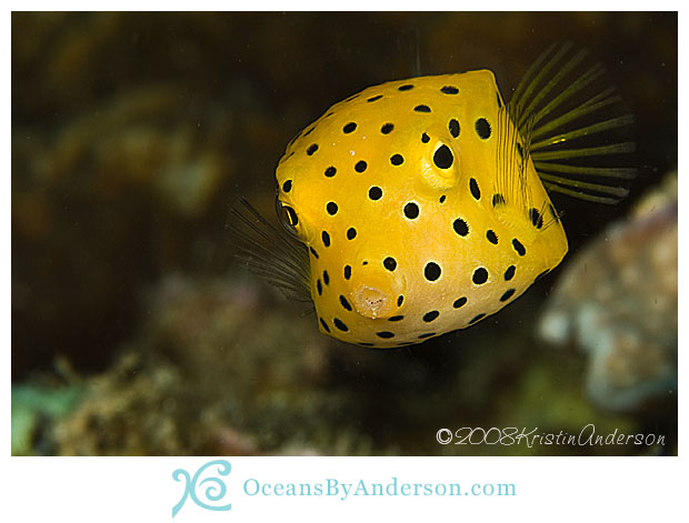 Yellow boxfish - juvenile