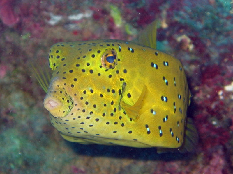 Yellow Boxfish