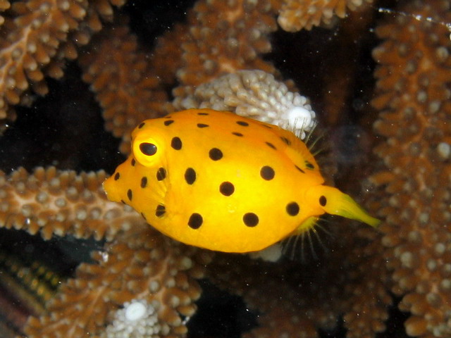 Yellow Boxfish