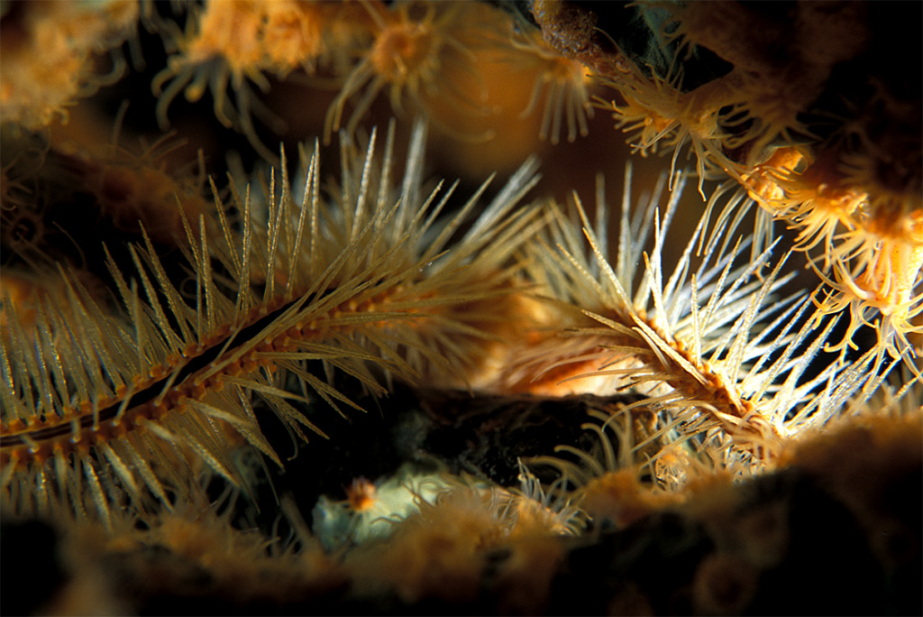 Yellow brittle/polyps