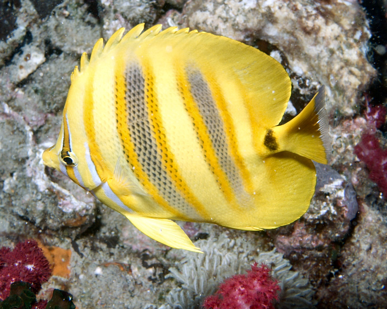Yellow butterfly fish on the Yongala