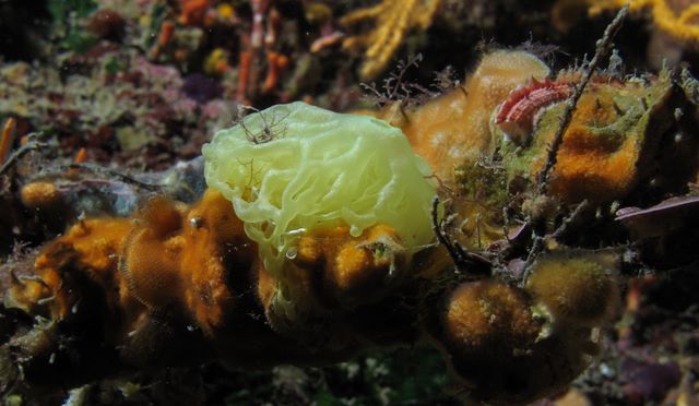 Yellow Clanthrina Sponge