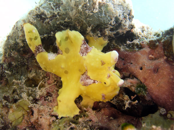 Yellow-Clown-Frogfish-2