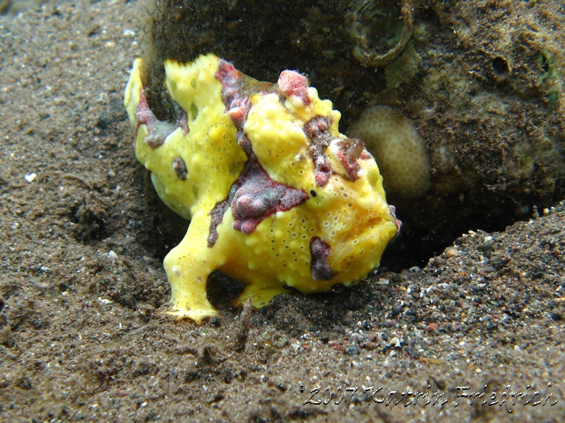 yellow clown frogfish