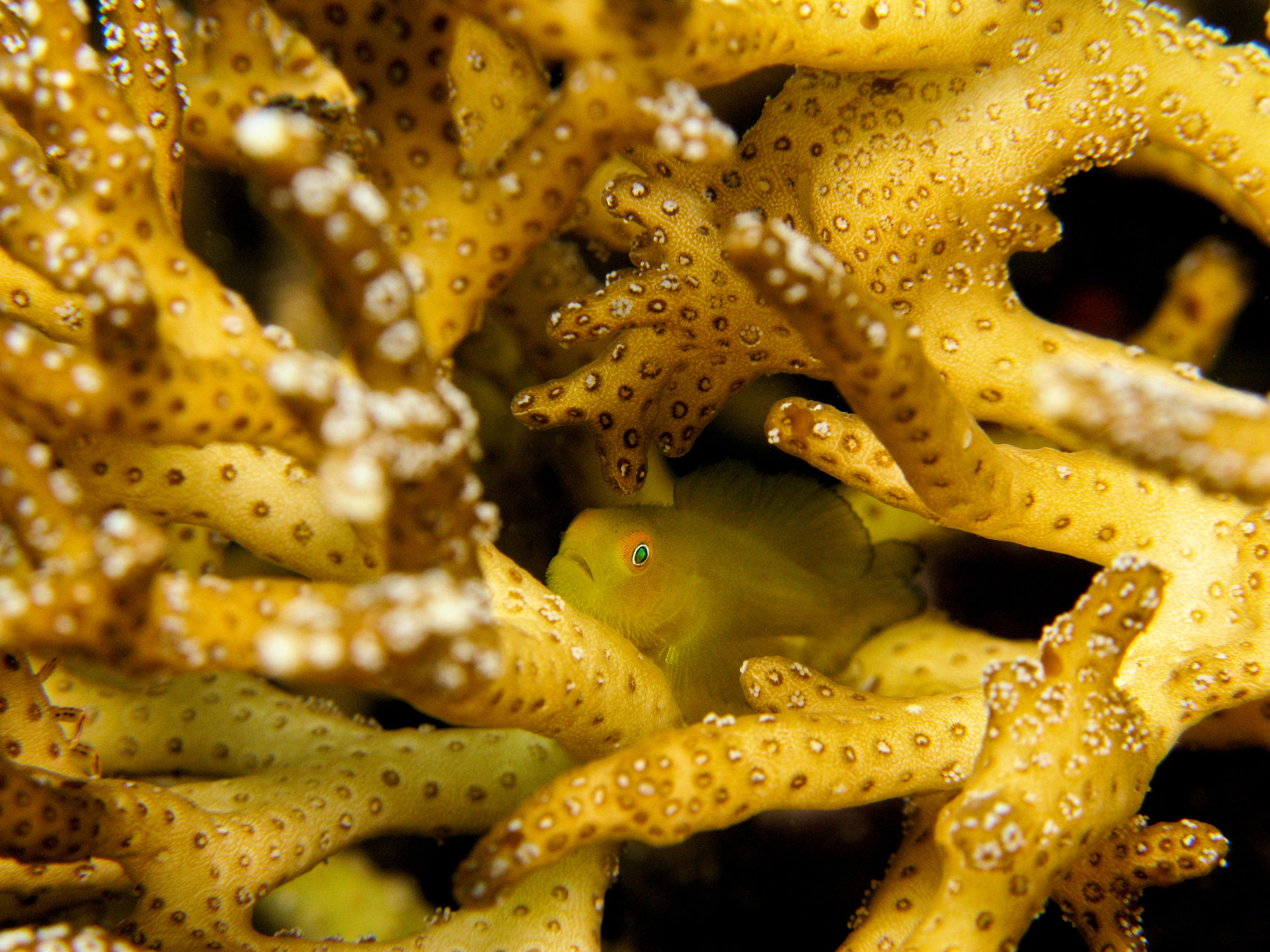 Yellow clown goby hiding