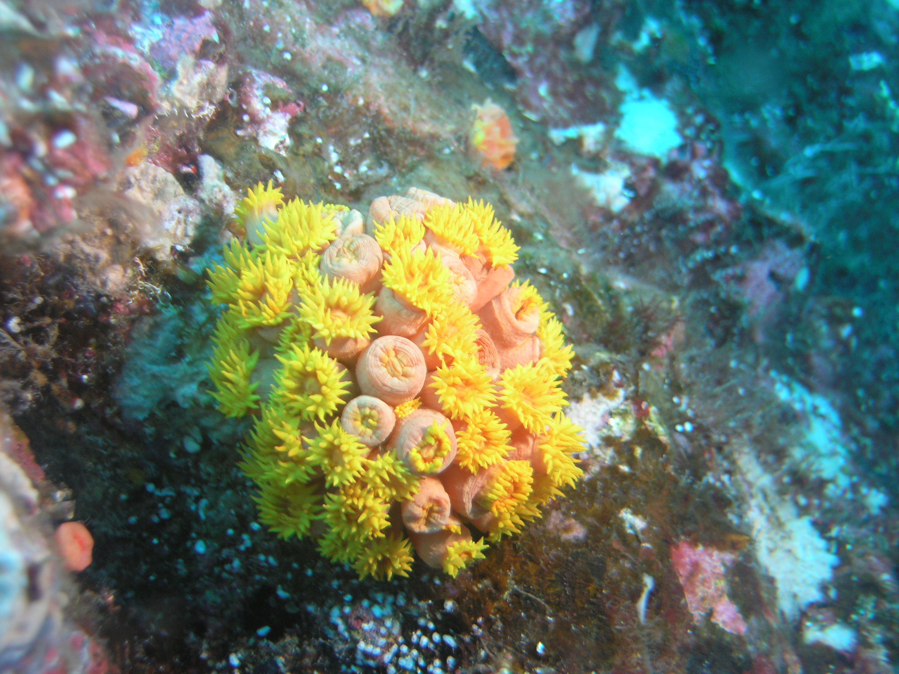 yellow coral