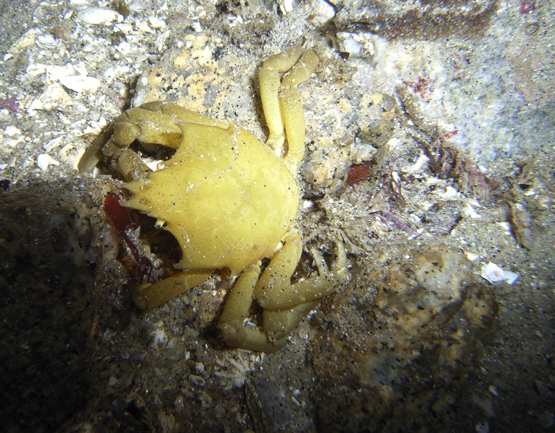 Yellow Crab