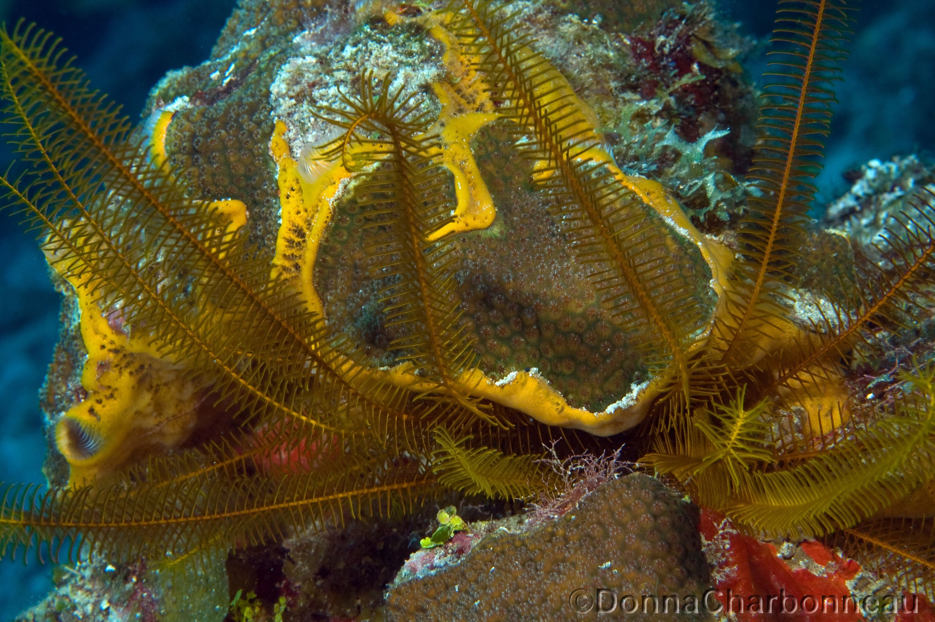 Yellow Crinoid,Sponge,Coral