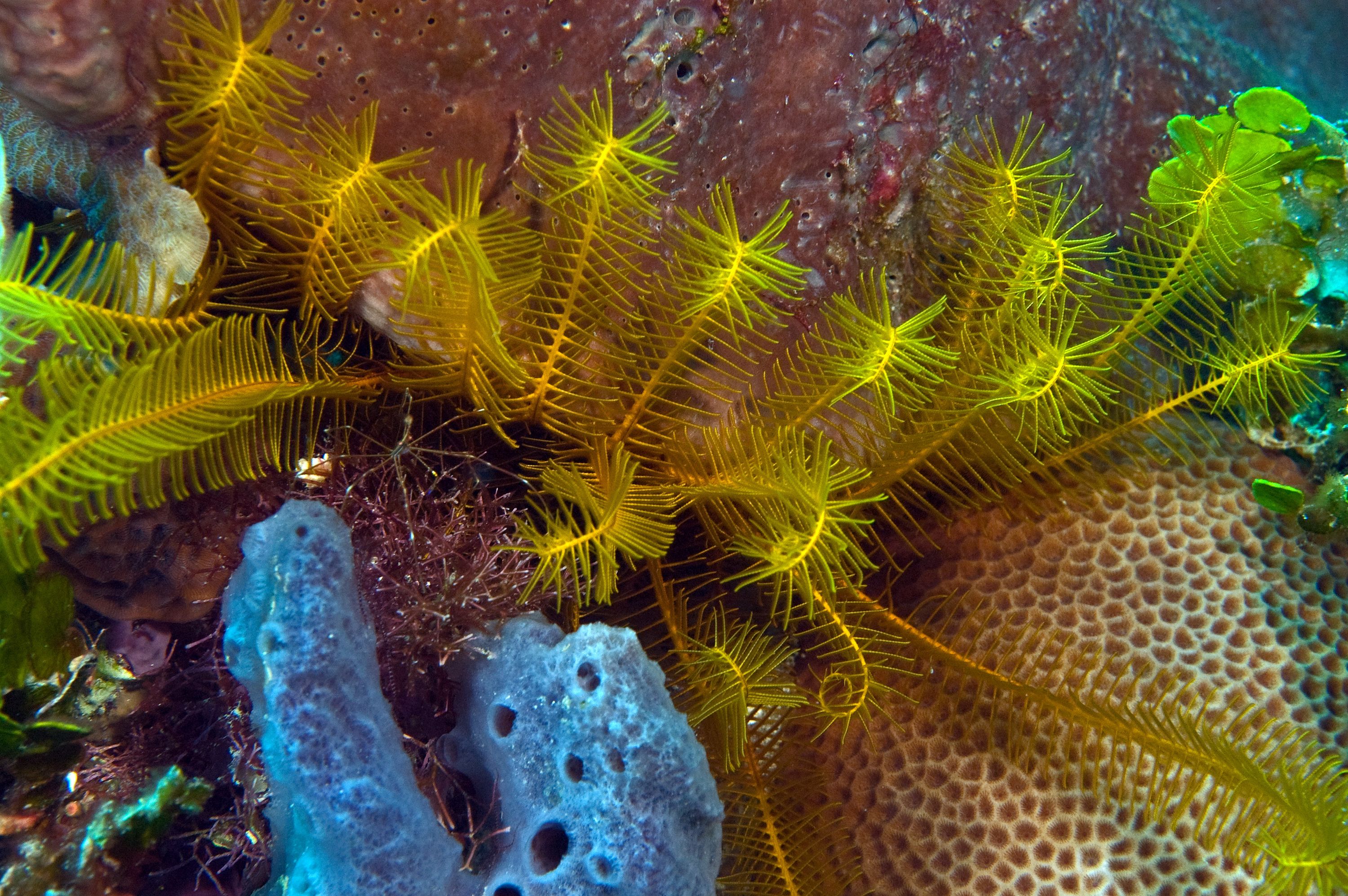 Yellow Crinoid