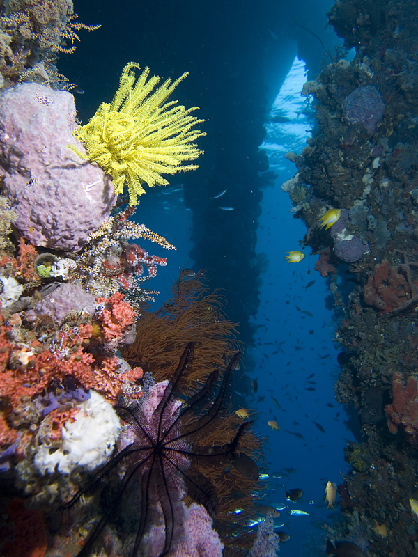 yellow crinoid