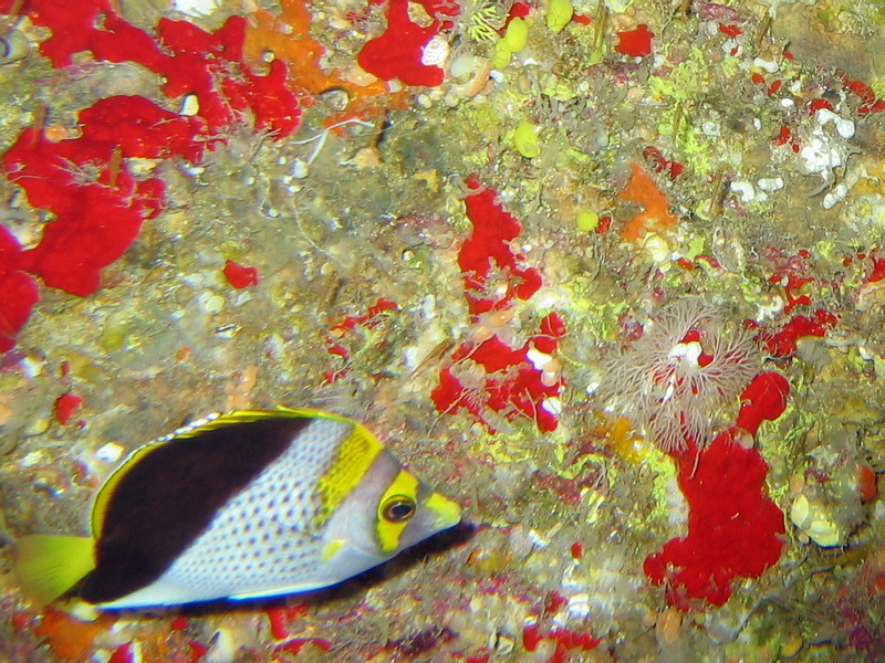 Yellow Crowned Butterflyfish