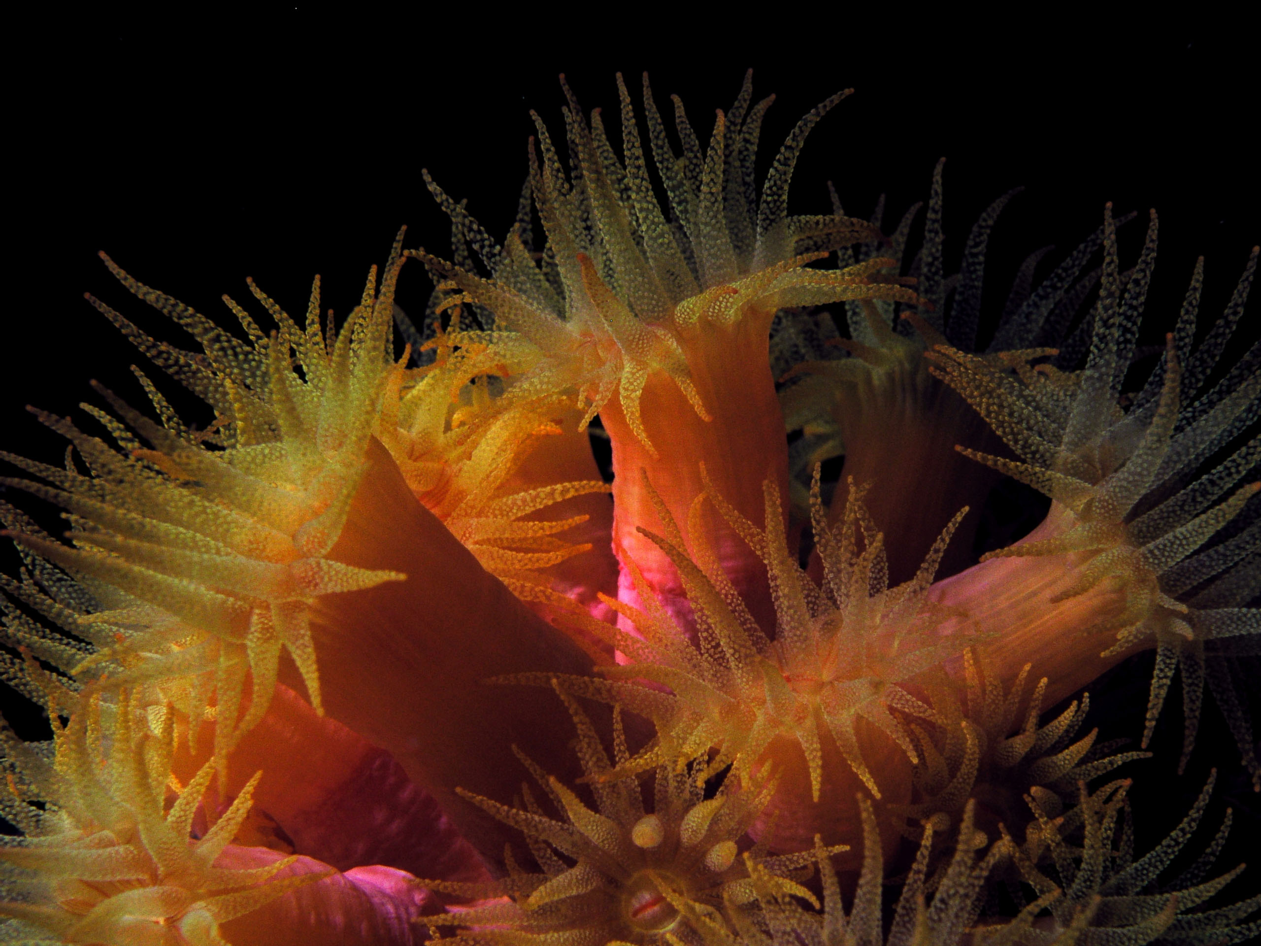 Yellow cup coral on the Capt. Tony