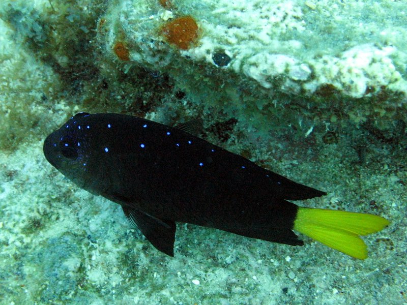 Yellow Damselfish