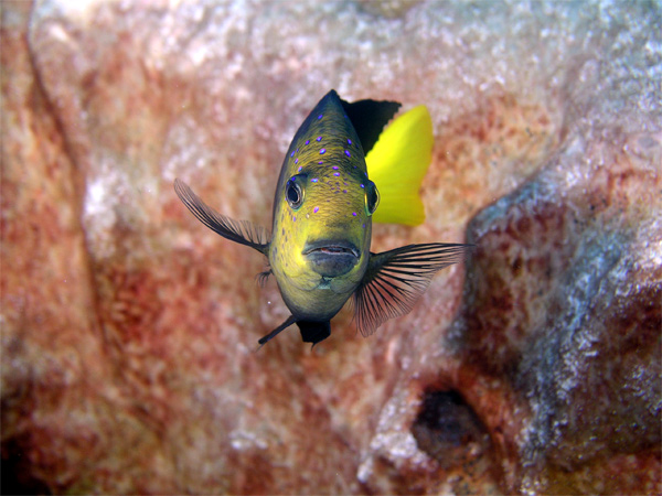 yellow damselfish