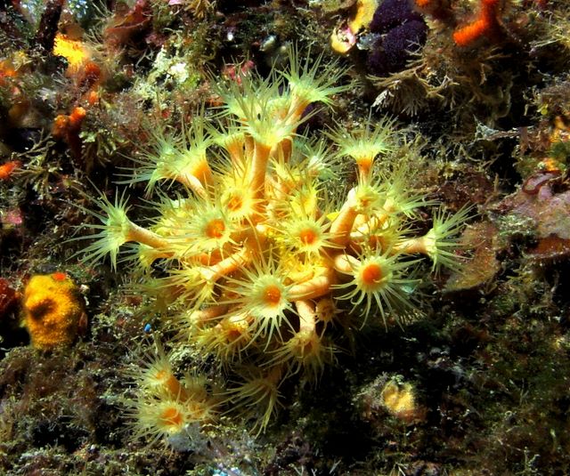 Yellow Encrusting Anemone