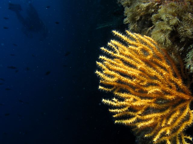 Yellow fan coral