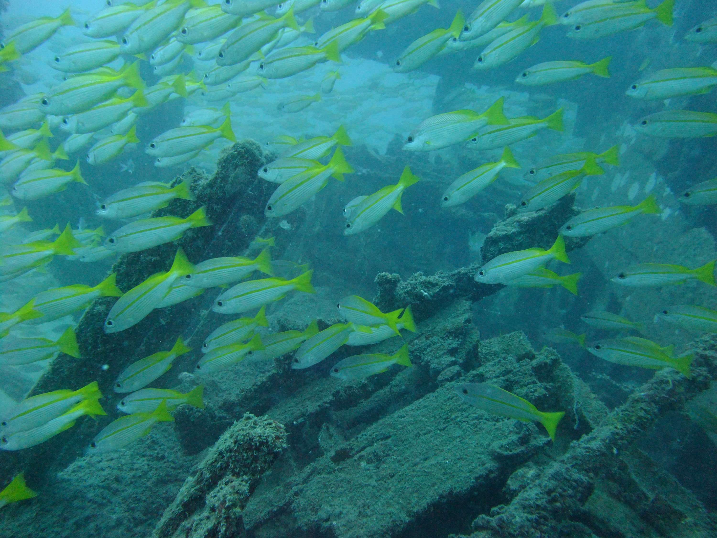 Yellow finned baracuda on Roger's Wreck