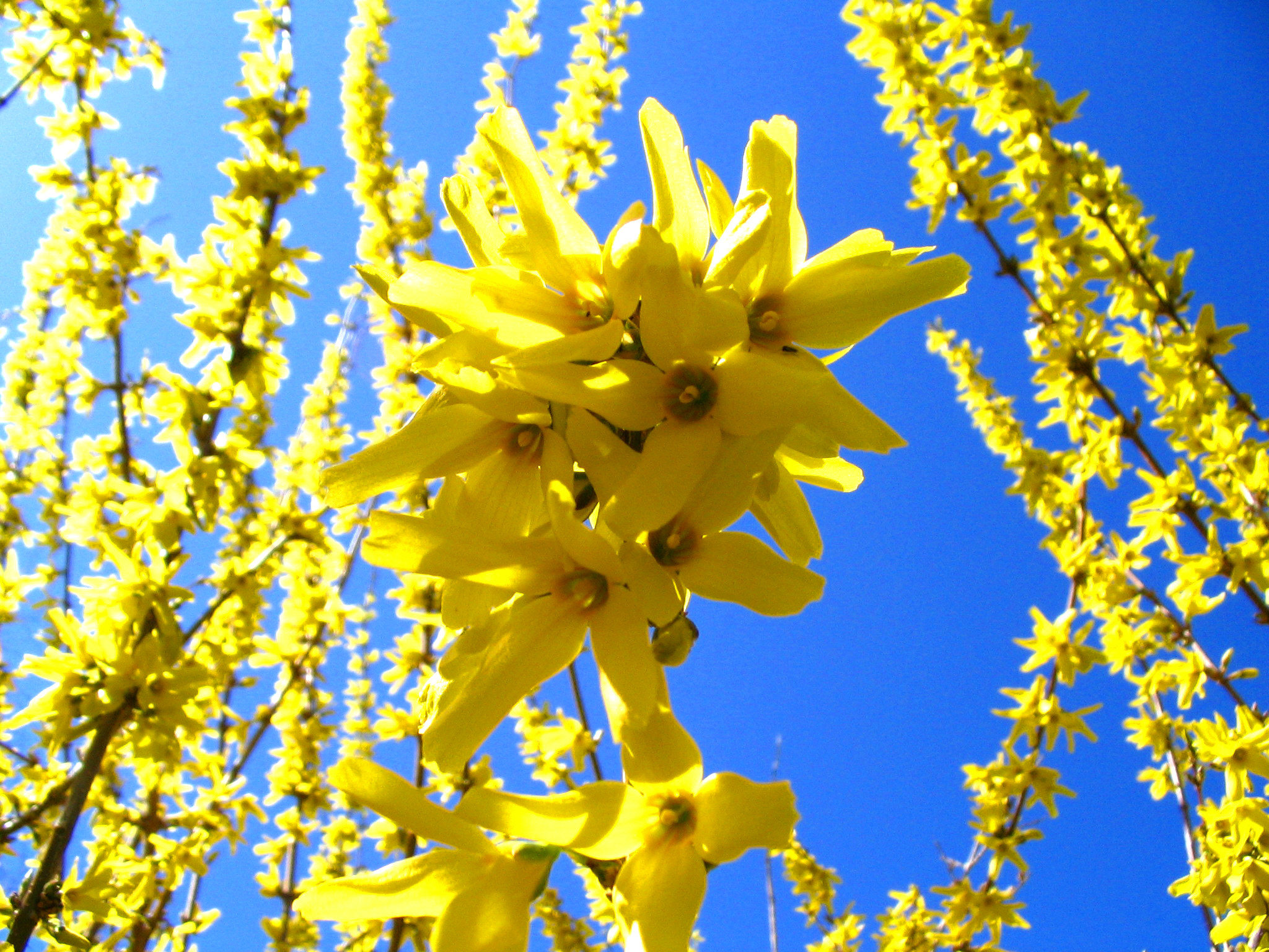 Yellow Flowers