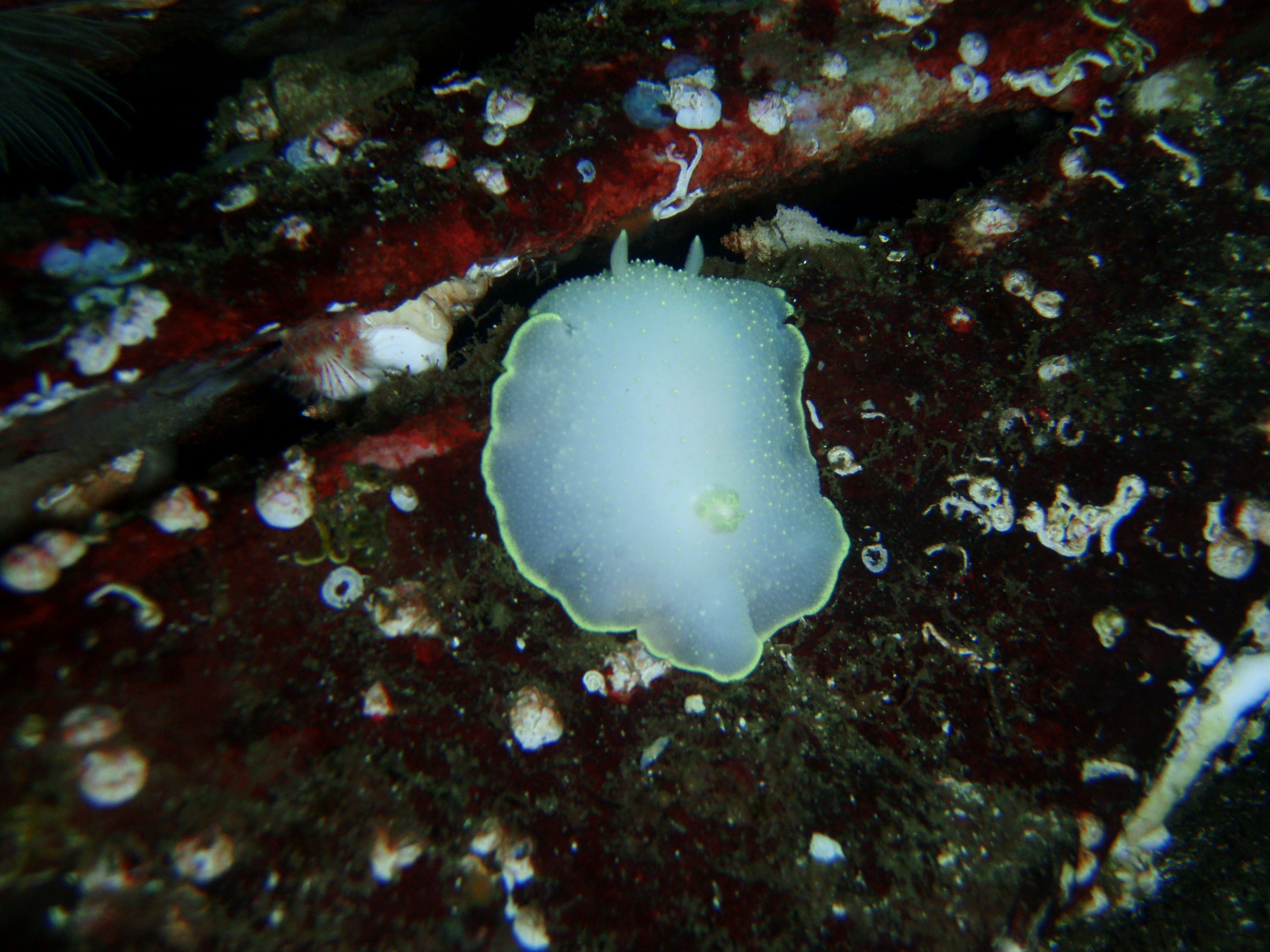 Yellow Fringed Nudibranch