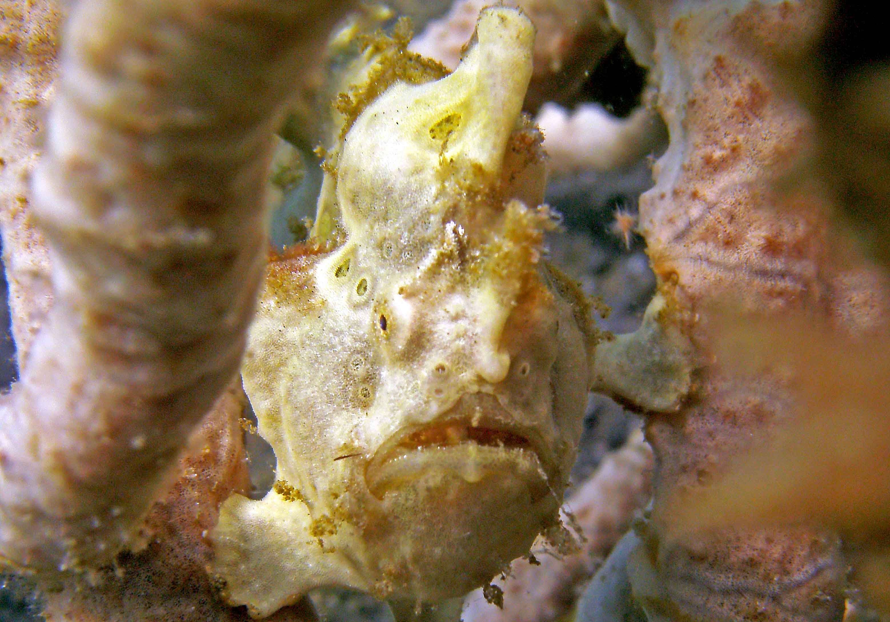 Yellow Frog Fish @ Lembeh