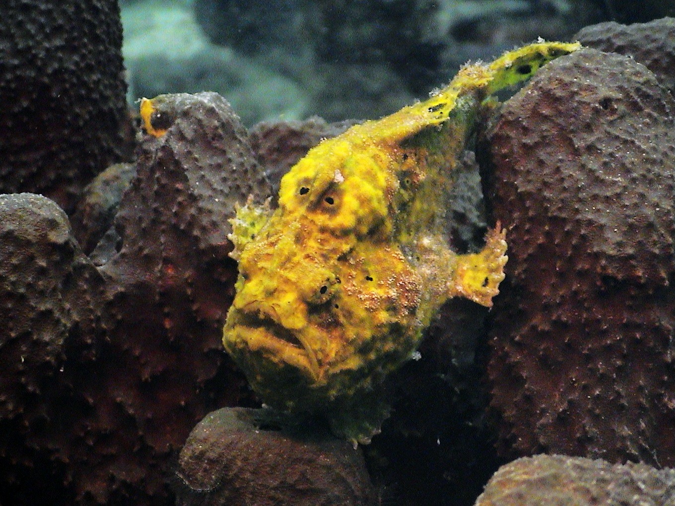 Yellow Frogfish in Curacao