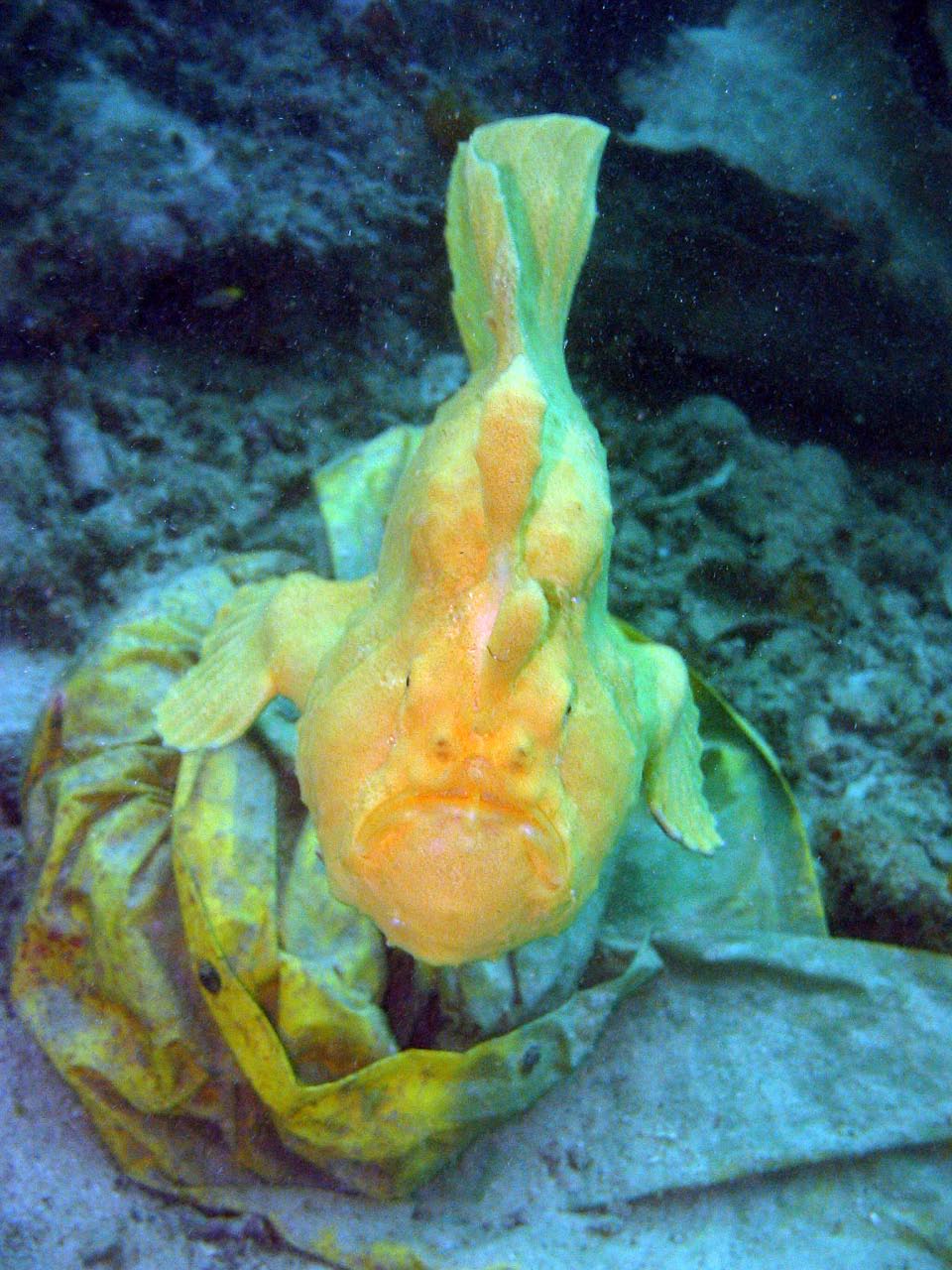 Yellow frogfish