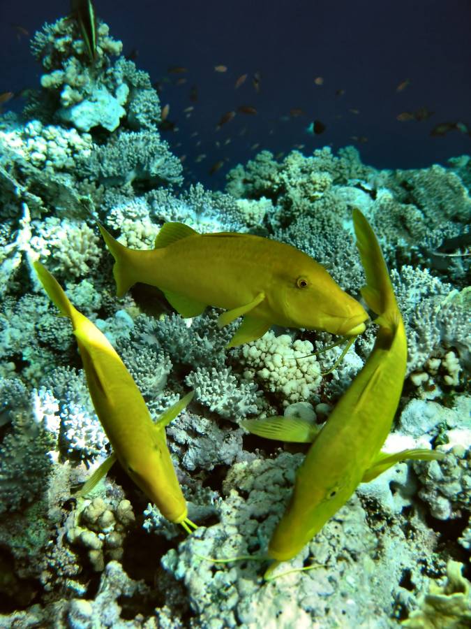 yellow goat fish