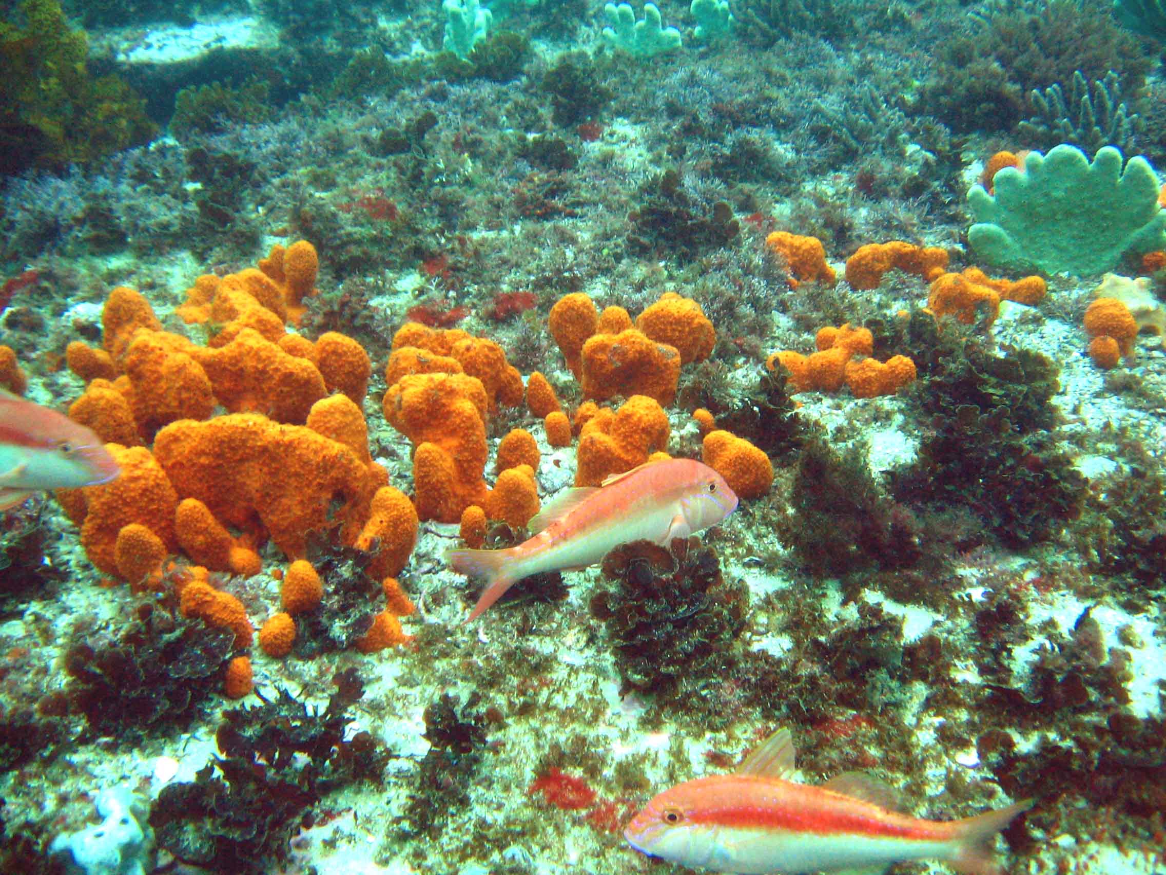 Yellow Goatfish