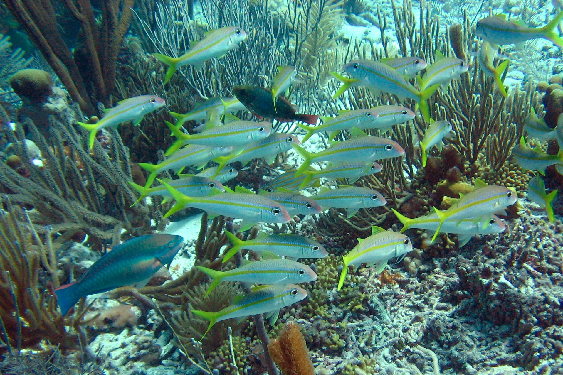 Yellow Goatfish