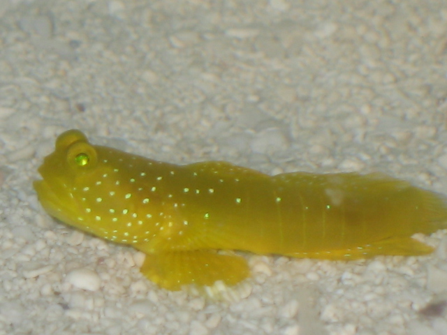 Yellow Goby