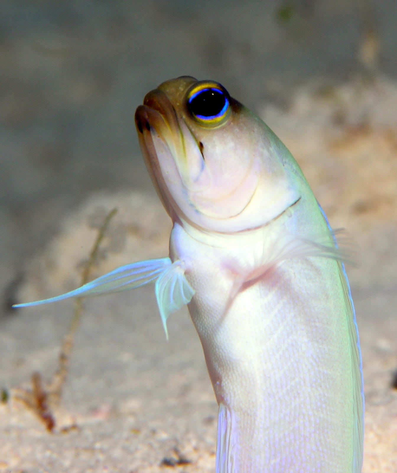 Yellow head jawfish 1