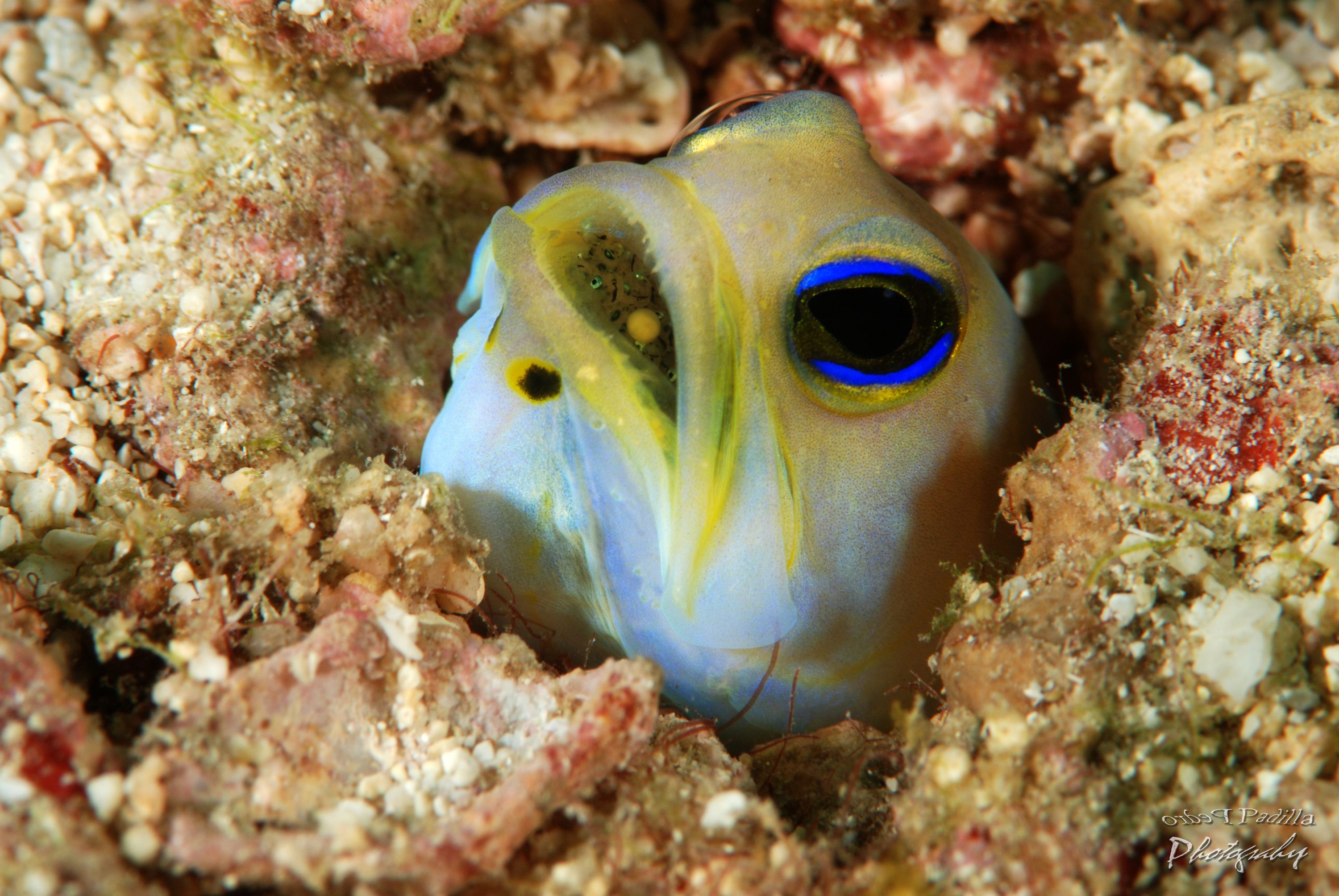 Yellow-head Jawfish