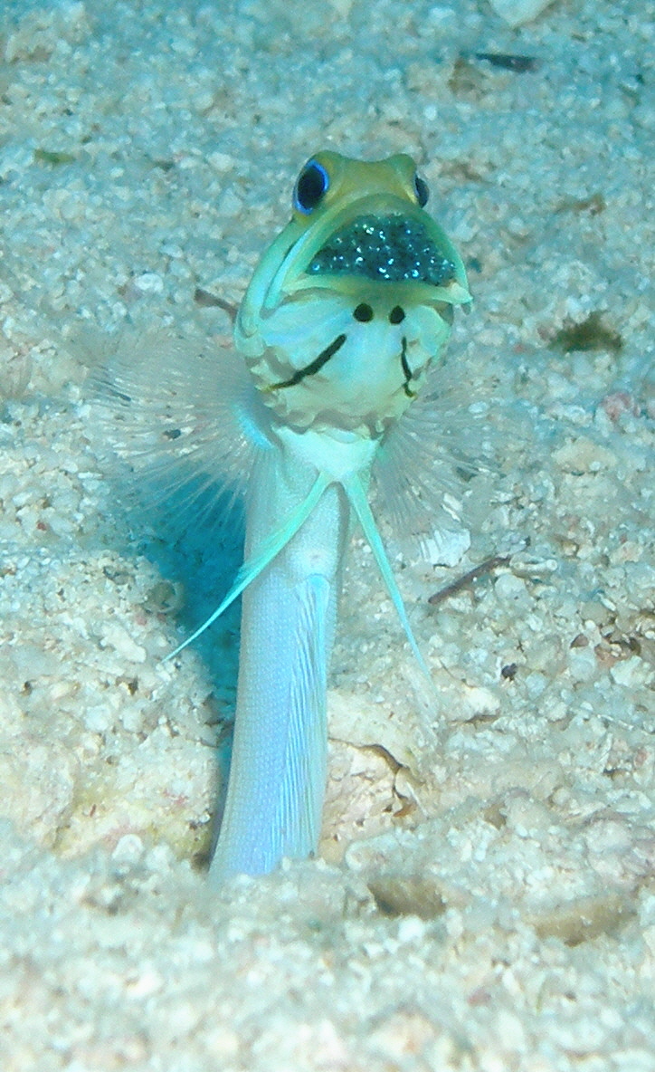 Yellow Headed Jawfish with eggs