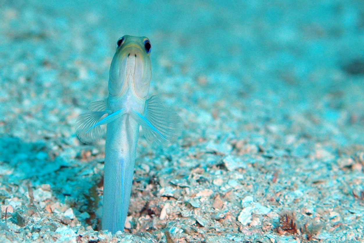 Yellow-headed Jawfish