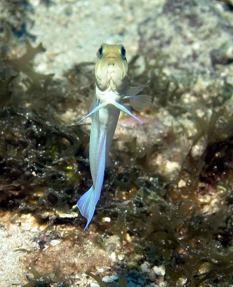 Yellow Headed Jawfish