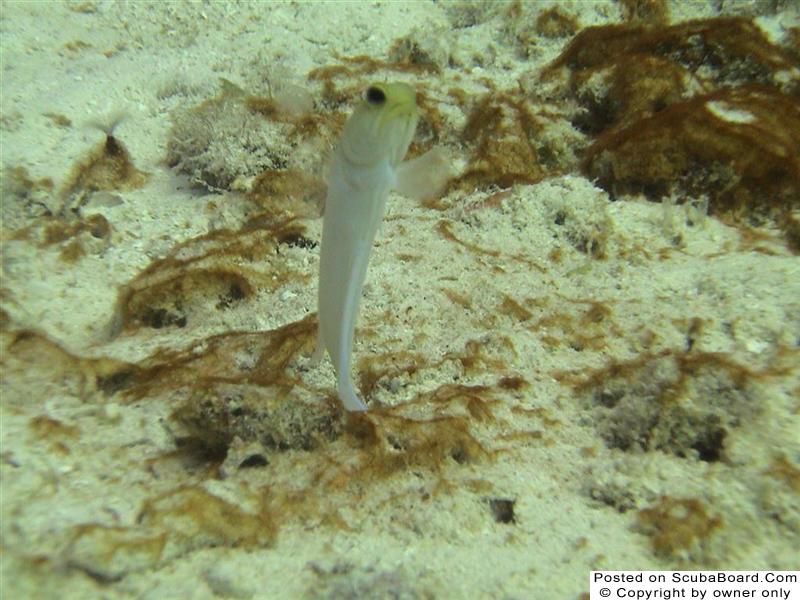 Yellow-Headed Jawfish