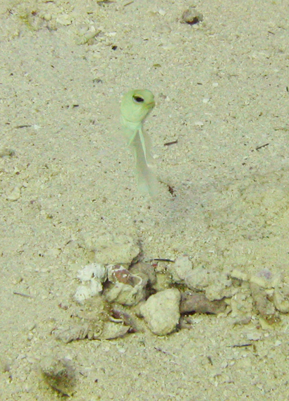 Yellow headed jawfish