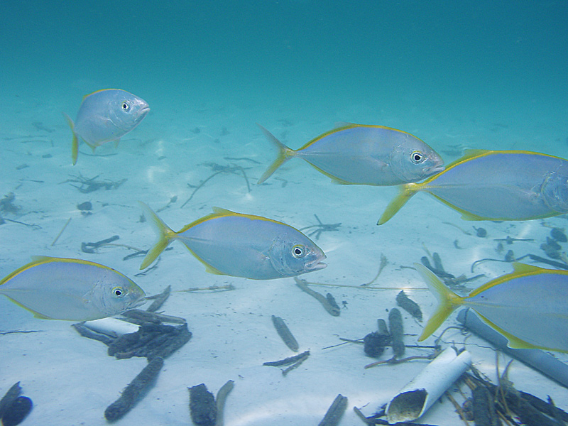 Yellow Jacks - Crystal Beach Old Pier - Destin