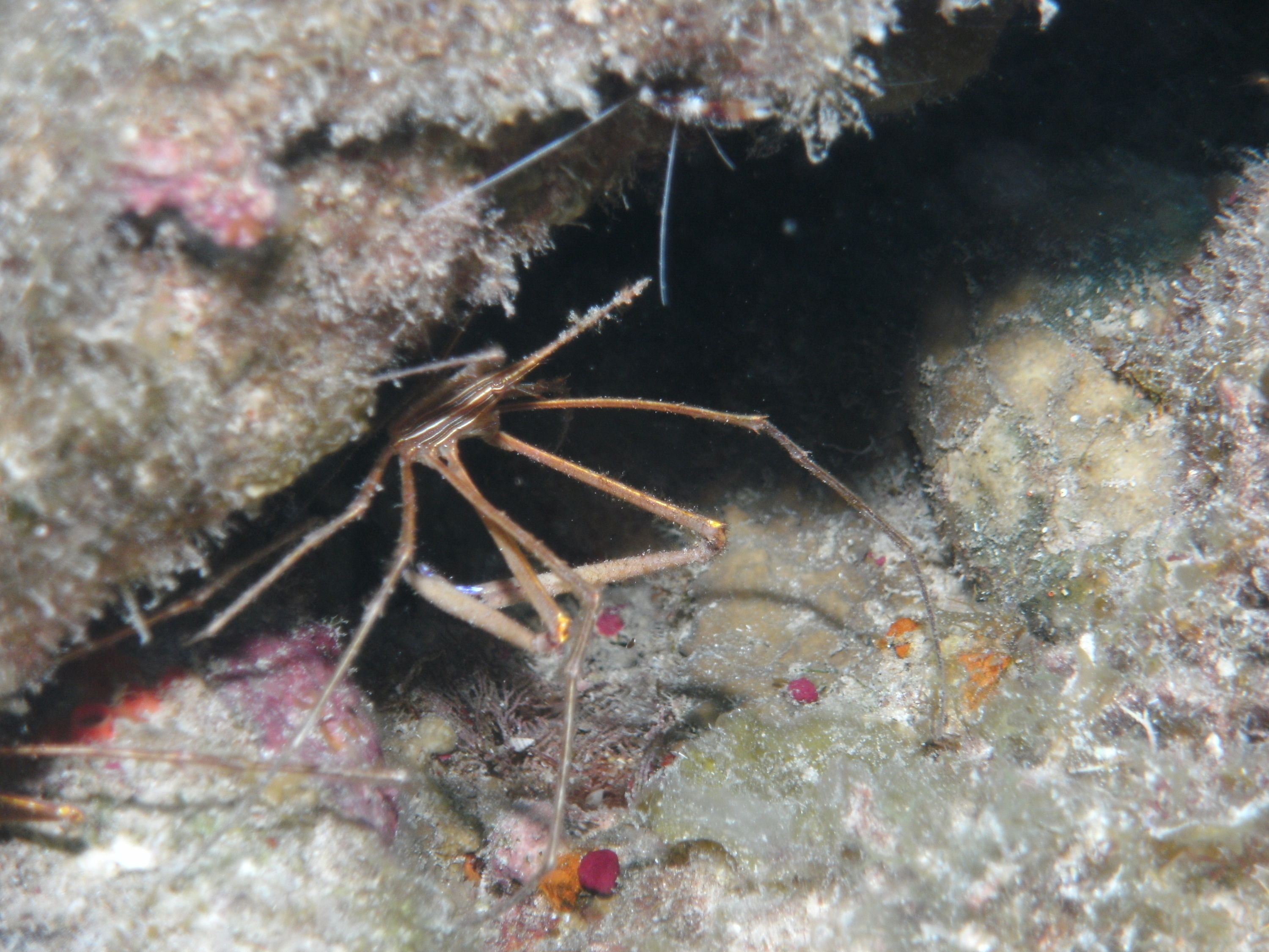 Yellow Line Arrow Crab