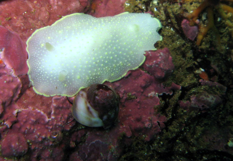 Yellow Margin Dord Nudibranch (with a Norris Topsnail)