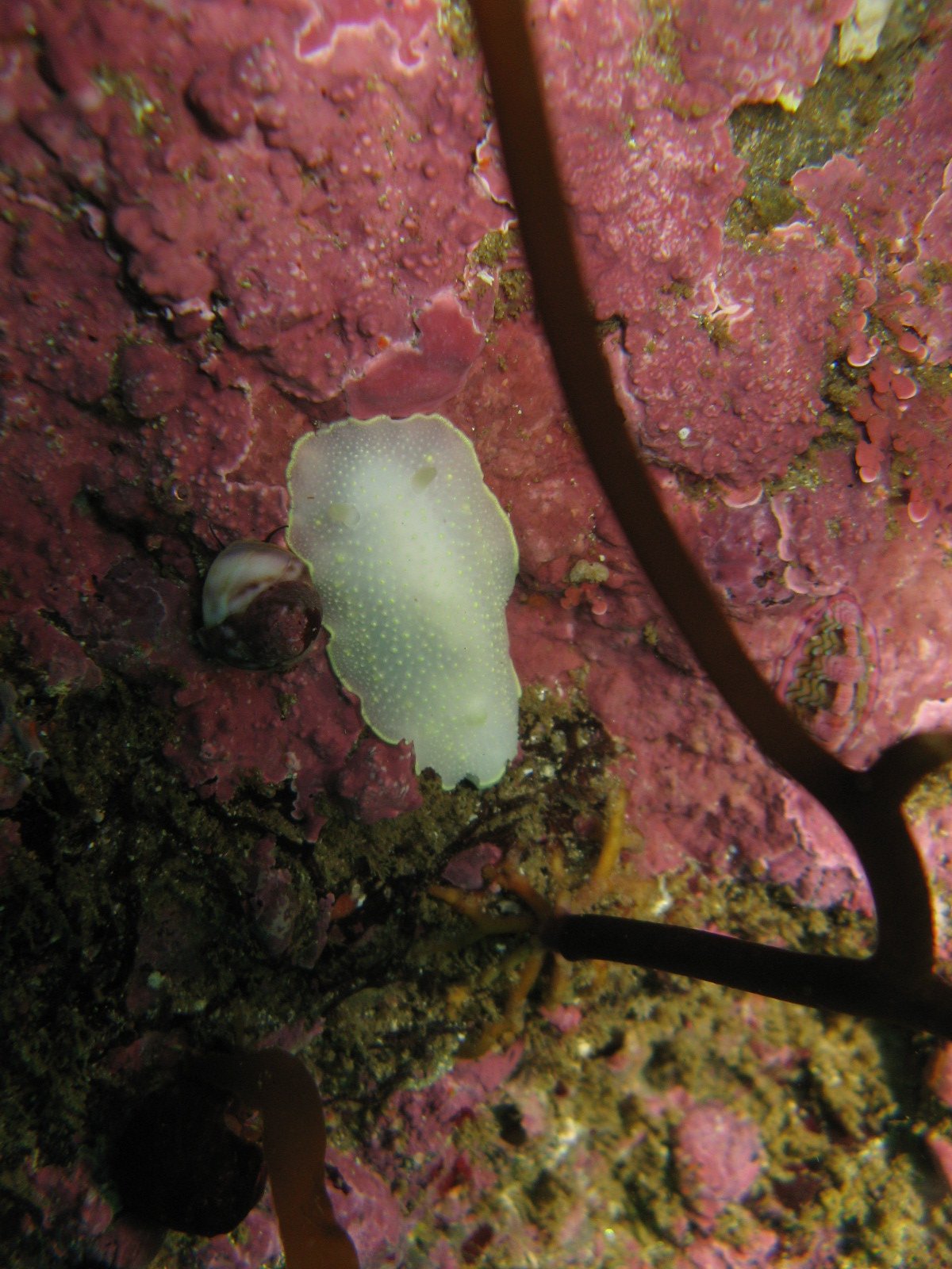 Yellow Margin Dord Nudibranch