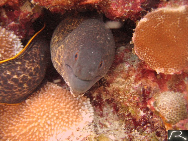 yellow margin eel