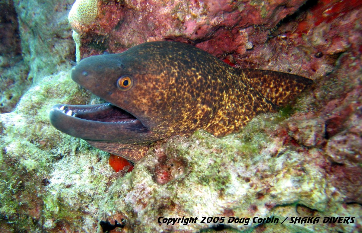 "Yellow Margin Moray poking out from reef"
