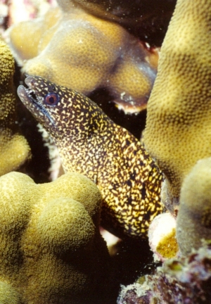 Yellow Margin Moray