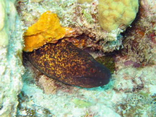 Yellow Margin Moray