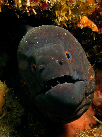 Yellow Margined Moray