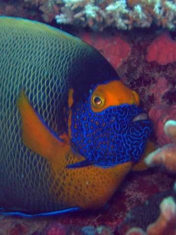 Yellow Masked Angelfish