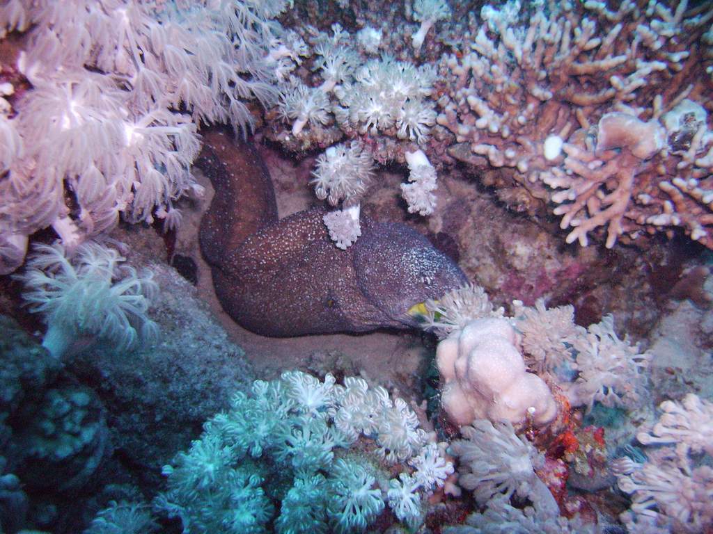 Yellow mouth morray eel